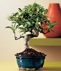 Ankara Bat�kent �i�ek sipari�i sitemizin g�rsel �r�n� Bonsai saks� �i�e�i i� mekan bitkileri s�s bitkisi