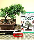 Ankara Bat�kent Etimesgut �i�ek�i firma �r�n�m�z Bonsai k���k japon a�ac� i� mekan s�s bitkisi