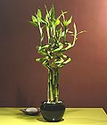 Ankara Bat�kent �i�ek g�nder firmas� �ahane �r�n�m�z Lucky Bamboo �ans mele�i �i�e�i bambu �i�e�i