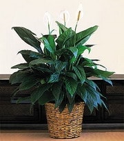 Ankara Bat�kent �i�ek g�nderme firmam�zdan size �zel Spathiphyllum saks� �i�e�i i� mekan bitkileri s�s bitkisi