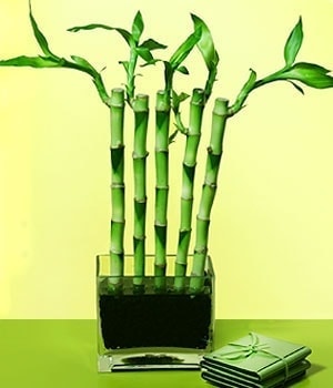 Ankara Bat�kent �i�ek�ilik g�rsel �i�ek modeli firmam�zdan Lucky Bamboo �ans mele�i �i�e�i bambu �i�e�i
