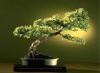 Ankara Bat�kent Yenimahalle �i�ek�i firma �r�n�m�z Bonsai k���k japon a�ac� i� mekan s�s bitkisi