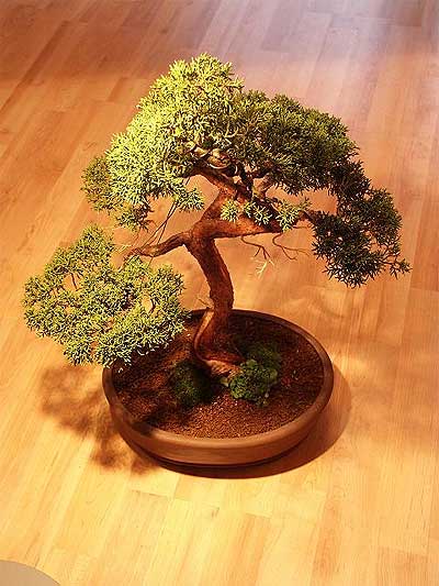 Ankara Bat�kent Ba�lum �i�ek�i firma �r�n�m�z Bonsai k���k japon a�ac� i� mekan s�s bitkisi