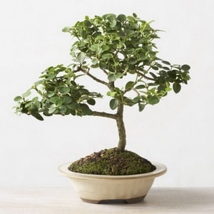 Ankara Bat�kent �entepe �i�ek�i firma �r�n�m�z Bonsai k���k japon a�ac� i� mekan s�s bitkisi