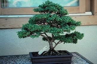 Ankara Bat�kent Demetevler �i�ek�i firma �r�n�m�z Bonsai k���k japon a�ac� i� mekan s�s bitkisi