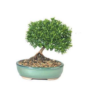 Ankara Bat�kent �ankaya �i�ek�i firma �r�n�m�z Bonsai k���k japon a�ac� i� mekan s�s bitkisi