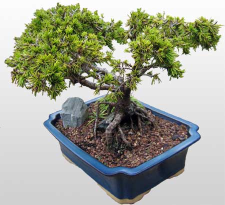Ankara Bat�kent �i�ek�i firmam�zdan Bonsai k���k japon a�ac� i� mekan s�s bitkisi