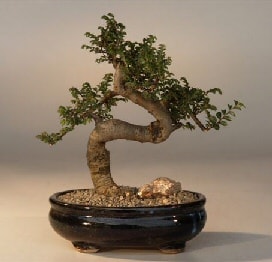 Bonsai k���k japon a�ac� i� mekan s�s bitkisi Ankara ostim �i�ek�ilik firmas� �r�n�m�z 