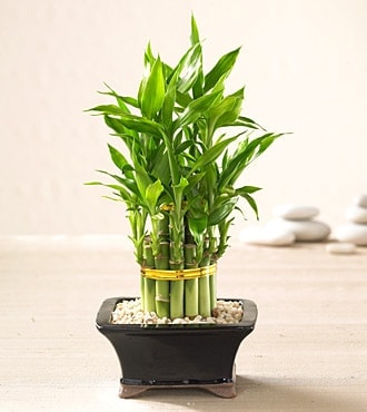 Ankara Bat�kent de farkl� bir �i�ek firmas� �r�n�  Lucky Bamboo �ans mele�i �i�e�i bambu �i�e�i