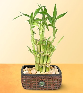 Ankara Bat�kent �i�ek sipari�i sitemizin g�rsel �r�n� Lucky Bamboo �ans mele�i �i�e�i bambu �i�e�i