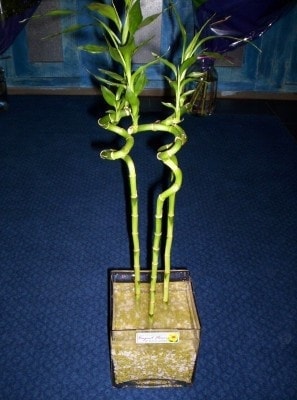 Ankara Bat�kent �i�ek g�nder firmam�zdan g�rsel �r�n Lucky Bamboo �ans mele�i �i�e�i bambu �i�e�i