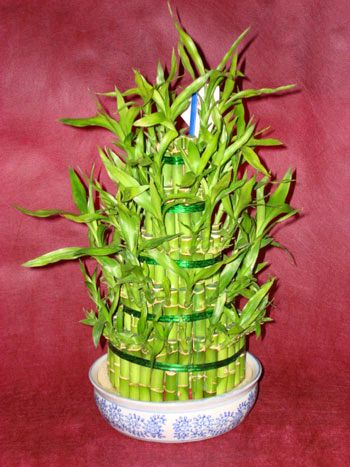 Ankara Bat�kent �i�ek g�nderme firmam�zdan size �zel Lucky Bamboo �ans mele�i �i�e�i bambu �i�e�i