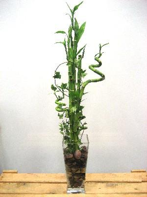 Ankara Bat�kent �i�ek yolla d�kkan�m�zdan Lucky Bamboo �ans mele�i �i�e�i bambu �i�e�i